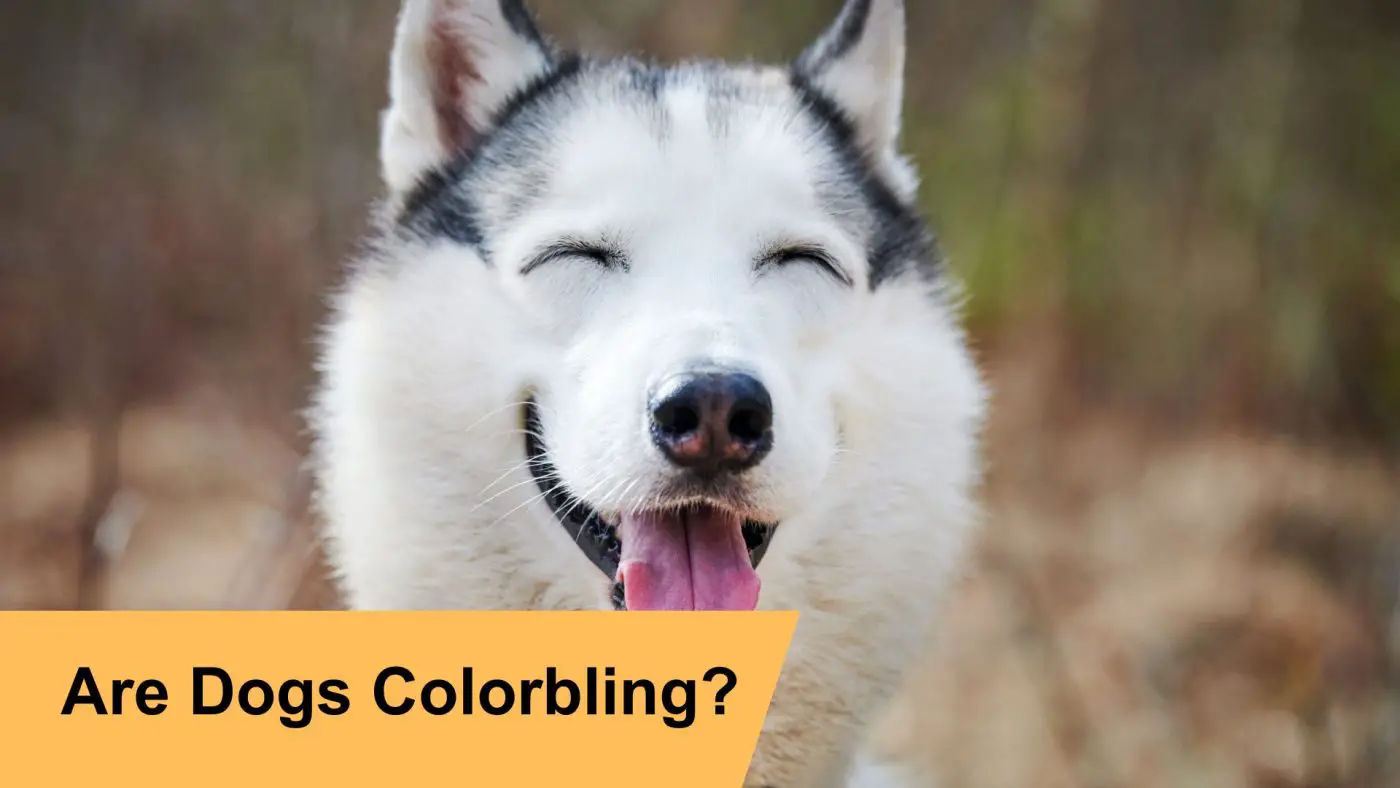 are dogs colorblind