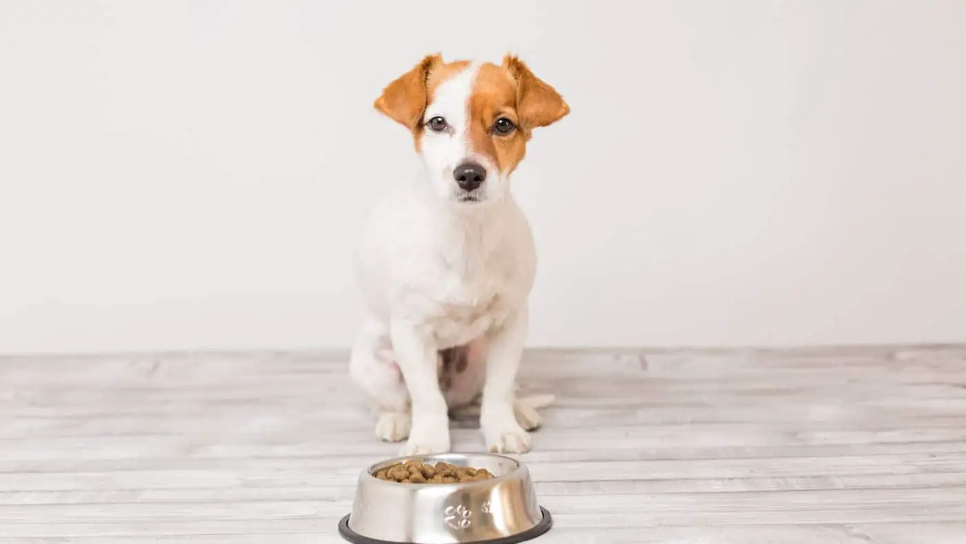 Can dogs eat kielbasa?