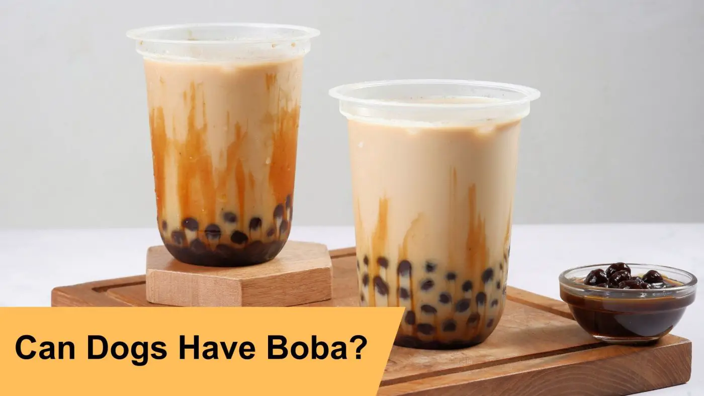 can dogs have boba