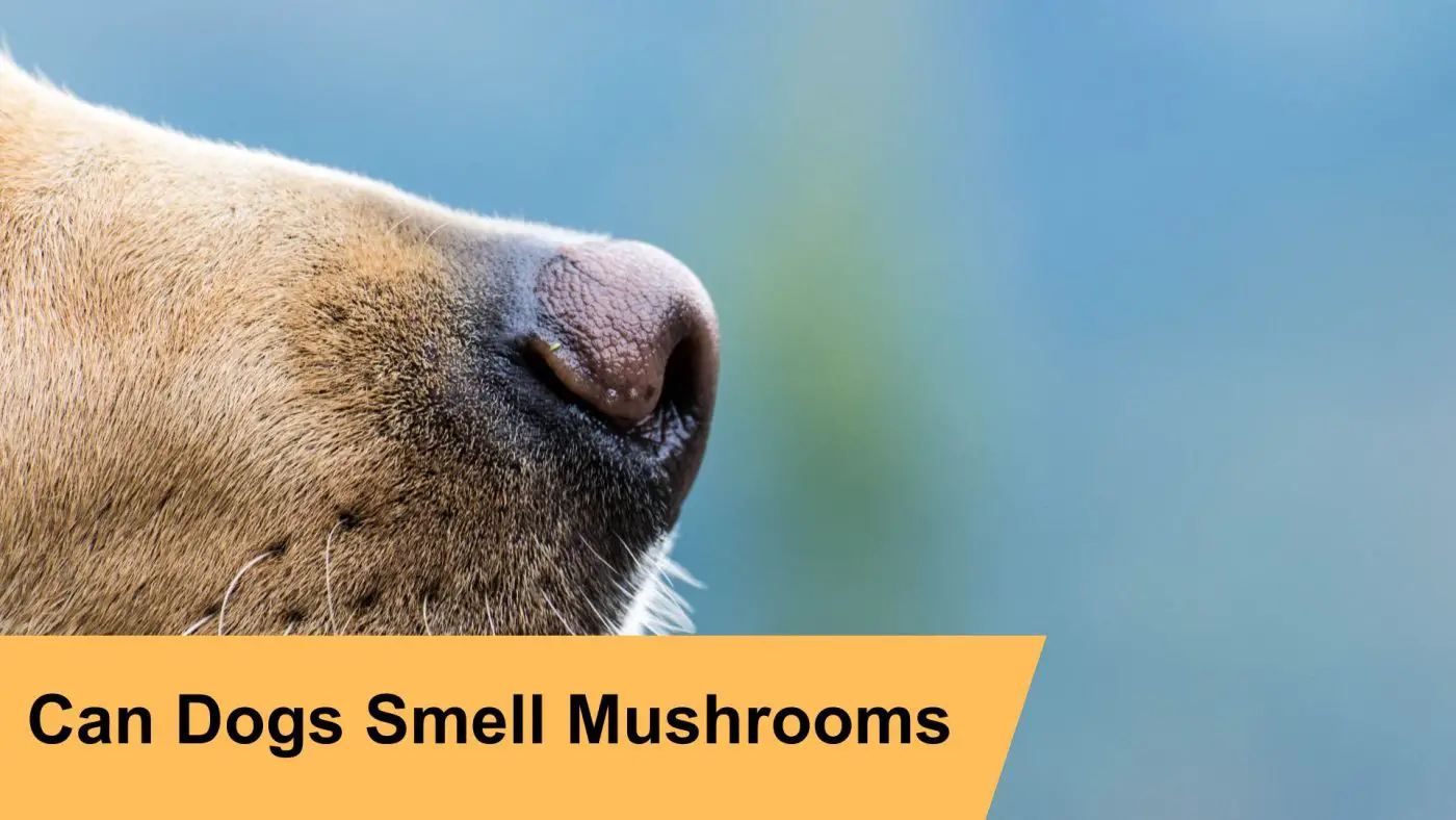 Can dogs smell mushrooms