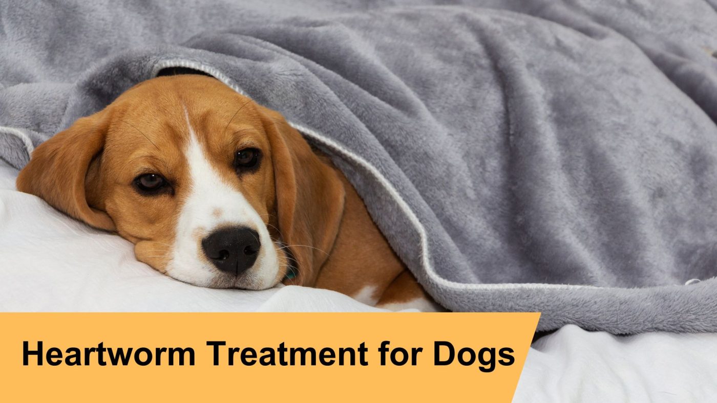 can dogs have heartworm treatment