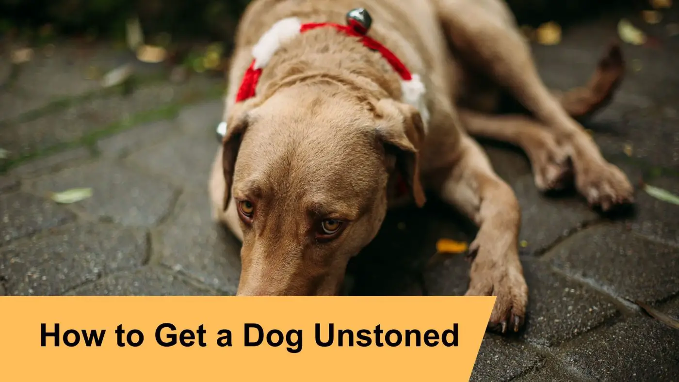 how to get a dog unstoned