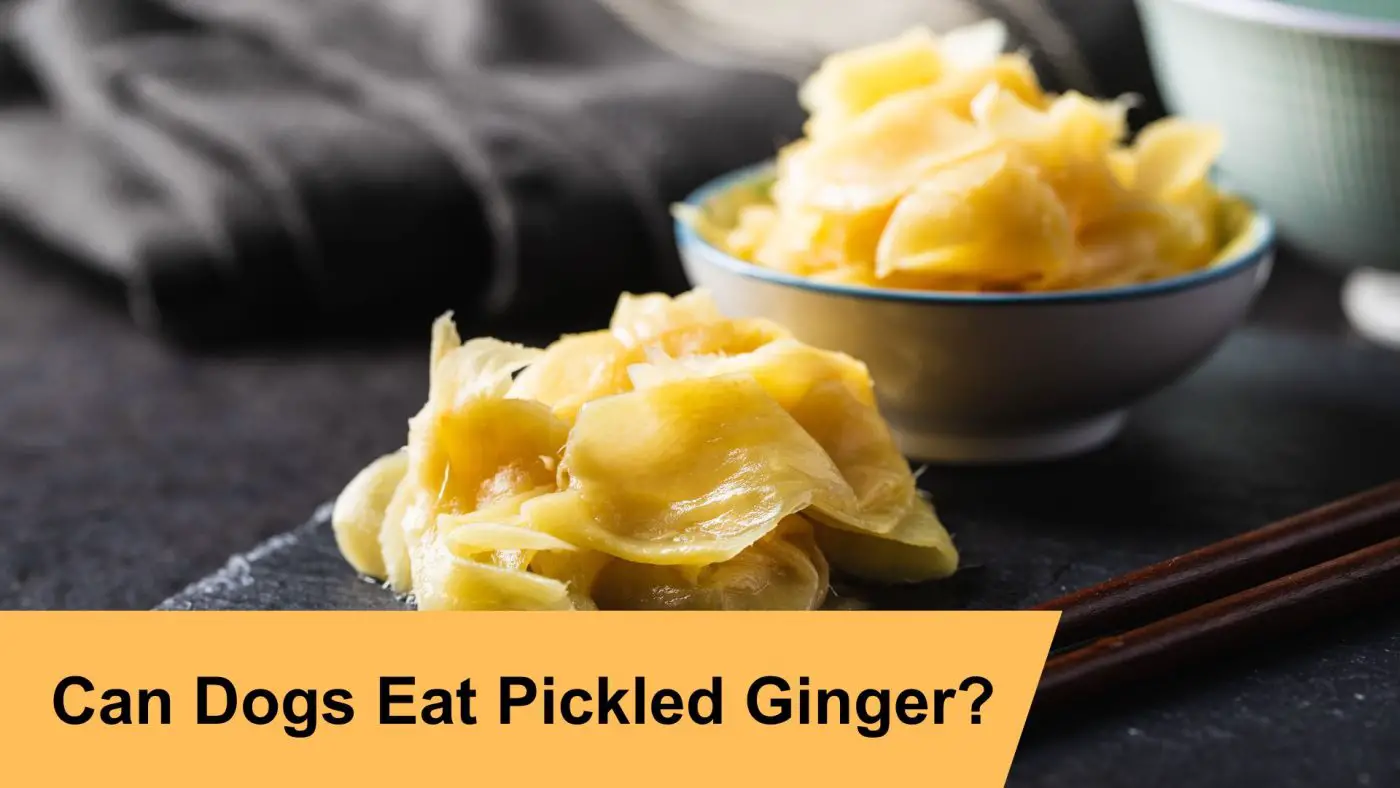 can dogs eat pickled ginger