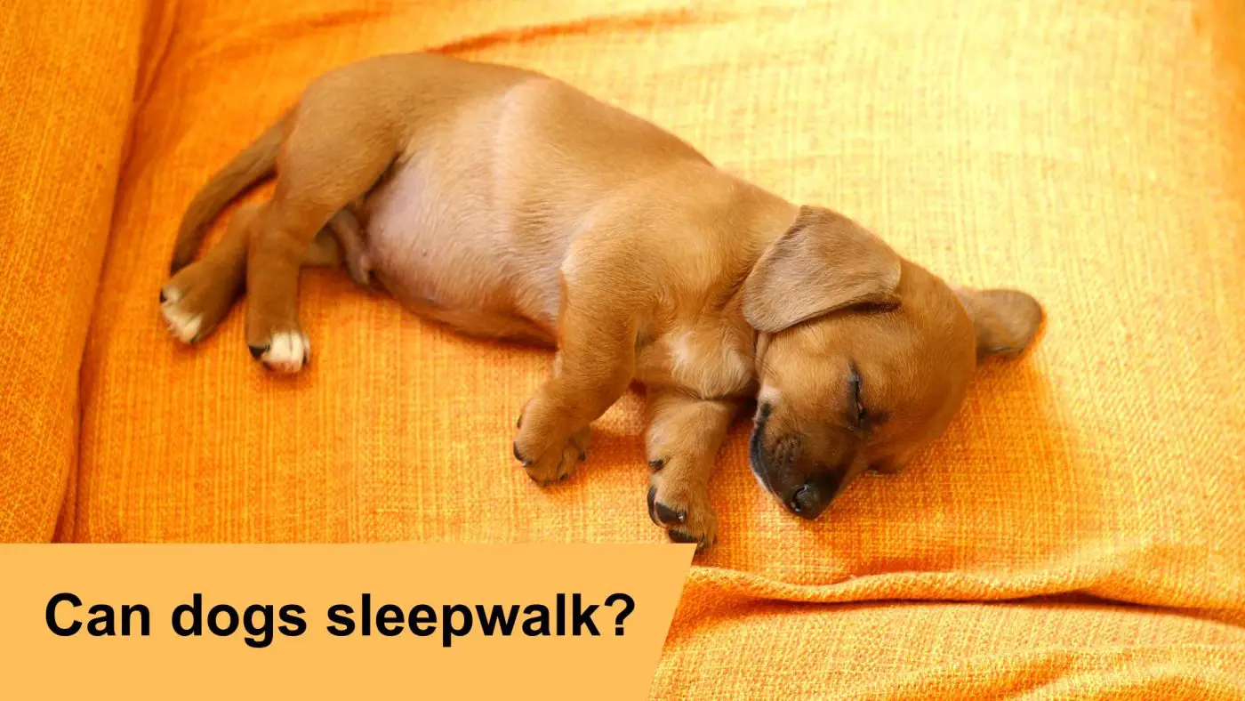 Can dogs sleepwalk