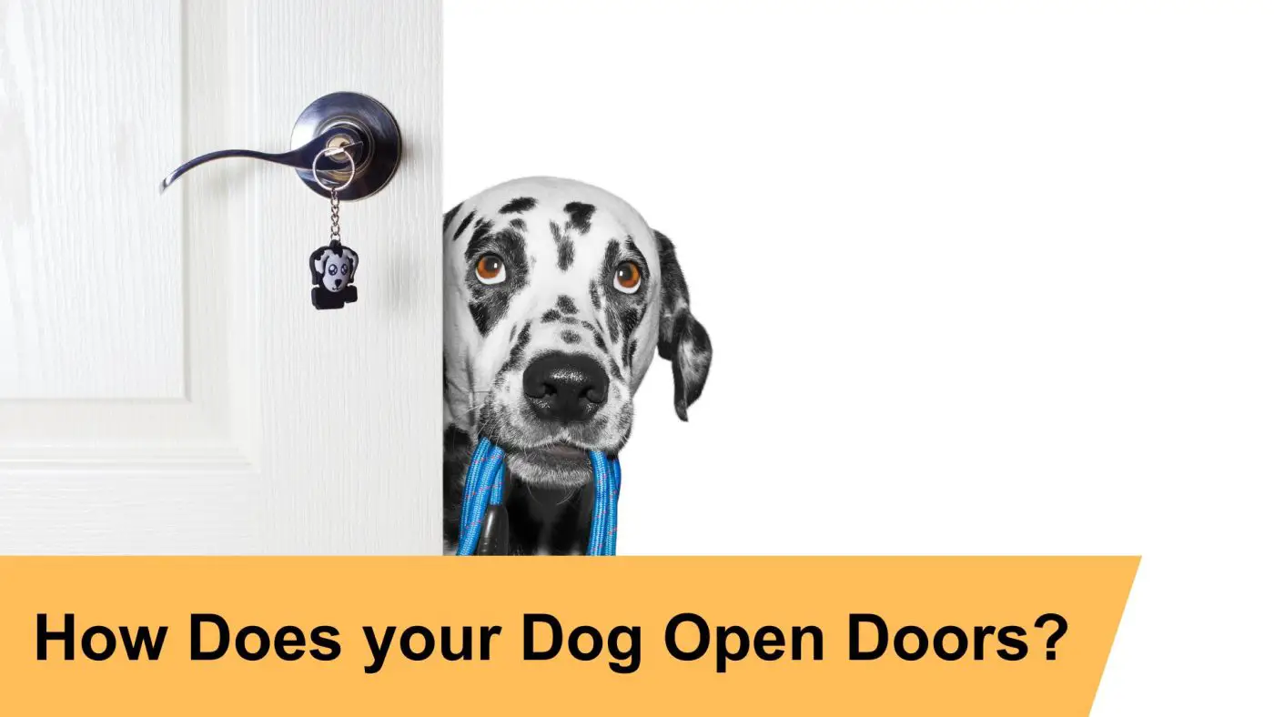 how do dogs know how to open doors