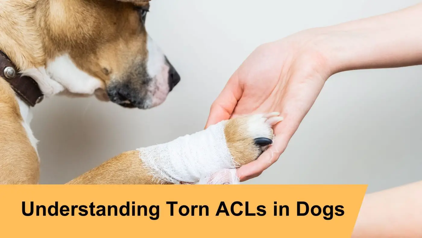 torn acl in dogs